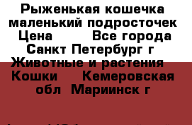 Рыженькая кошечка маленький подросточек › Цена ­ 10 - Все города, Санкт-Петербург г. Животные и растения » Кошки   . Кемеровская обл.,Мариинск г.